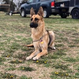 Misa - German Shepherd