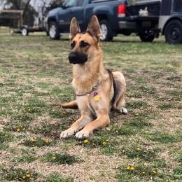 Misa - German Shepherd