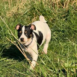 Jasper - Black white and tan male Rat Terrier puppy in Molalla, Oregon from The Puppy Patch Rat Terriers