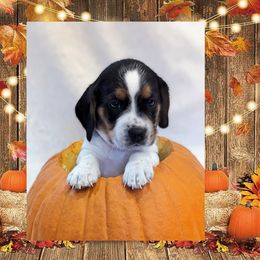 Beagle Puppies from Jennifer Knapp's Beagles