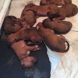 Girl 2 - Rhodesian Ridgeback puppy in Sebastopol, California from Willowist Rhodesian Ridgebacks