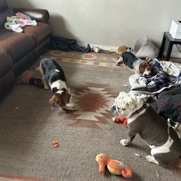 Beagle and Bulldog All Grown Up from Bluebonnet Kennels