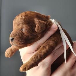 Mocha - Red  male Poodle puppy in Hoagland, Indiana from Kandyland Kennels