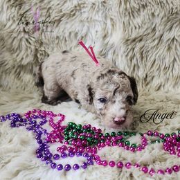 Angel - Merle female Cockapoo puppy in Mancelona, Michigan from Lavender poodles & doodles
