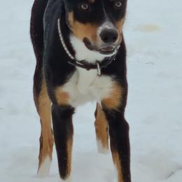 Border Collies from Rebecca's Collies