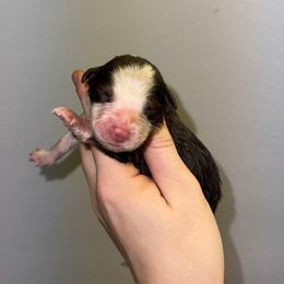 RTF 3 - Red tri-color female Australian Shepherd puppy in Anniston, Alabama from All Hale Aussies