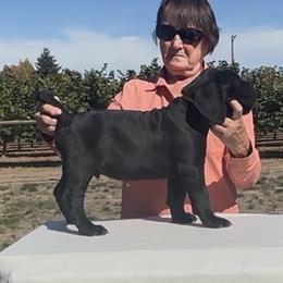 RamBeaux - Black male Cane Corso puppy in Dayton, Oregon from BlackStar Cane Corso