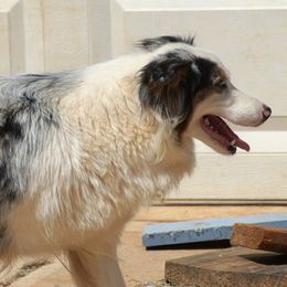 Maizie - Australian Shepherd