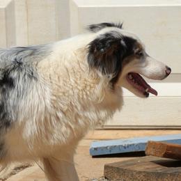 Maizie - Australian Shepherd