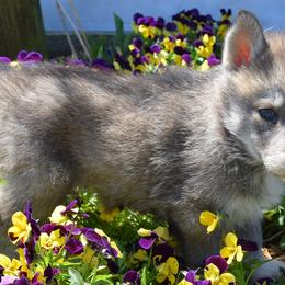 Siberian Huskies from Temno Siberians