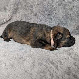 Aurora - Sable female German Shepherd puppy in Waterloo, New York from Von Nikolaos German Shepherds