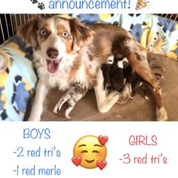 Australian Shepherd and Miniature Australian Shepherd Puppies from Bline's Awesome Aussies