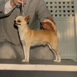 Toby - Chihuahua