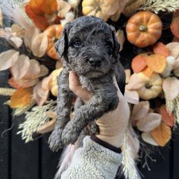 Male 2 - Merle male Goldendoodle puppy in Etna, California from SRS Goldendoodles