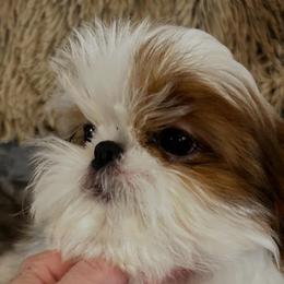 Girl 4 - Red and white female Shih Tzu puppy in Dallas, Texas from A Sassy Soul Shih-Tzu