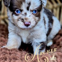 Archer - Red merle male Miniature Australian Shepherd puppy in Ennis, Texas from God’s Little Aussies