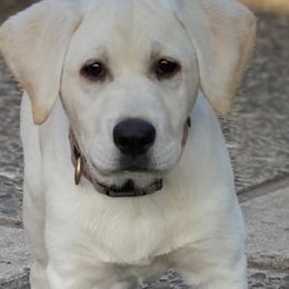 Labrador Retriever All Grown Up from Five Star Labradors