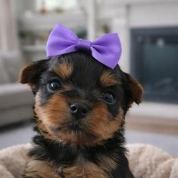 Charm - Black and tan female Yorkshire Terrier puppy in North Chesterfield, Virginia from YorkieLover