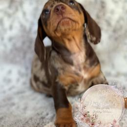 Dachshund Puppies from CSW Dachshunds