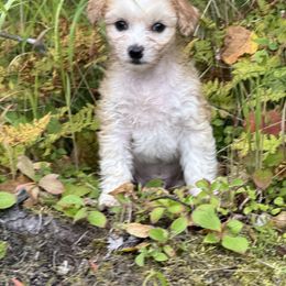 Chinese Crested Puppies from Bare Nakeys