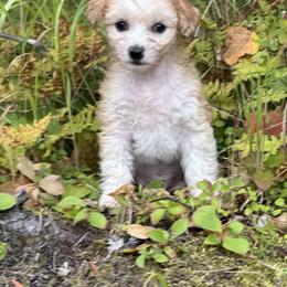 Chinese Crested Puppies from Bare Nakeys