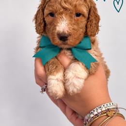 Nala(Teal) - Red  female Poodle puppy in Stuart Fl, Florida from Lincoln & Lady Co.