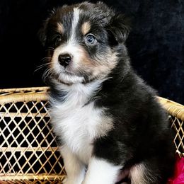 Australian Shepherd puppies from Bright Eyes Aussies