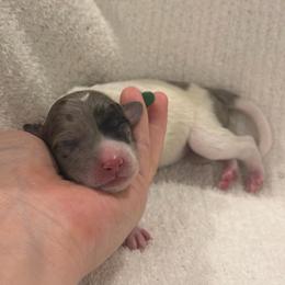 Clover - Merle female Sheepadoodle puppy in Fayette, Alabama from Luxapallila Sheepadoodles