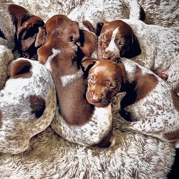 German Shorthaired Pointers from German Shorthaired Pointers - Golden CO