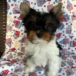 Mochi - Parti male Yorkshire Terrier puppy in Florence, Alabama from Yorkies of Forest Creek
