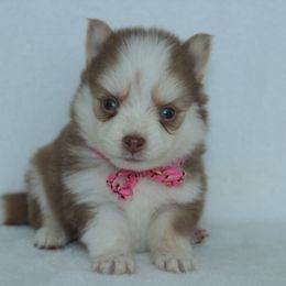 Romance - Chocolate male Pomsky puppy in Clarkston, Utah from Red Rock Ranch Breeders