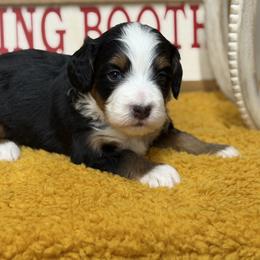 Wolf - Tri-color male Bernedoodle puppy in Henry, Illinois from Rowe Farms Doodles