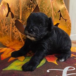 Luke - Black male Schnoodle puppy in Hickory, North Carolina from Selene's Schnauzers