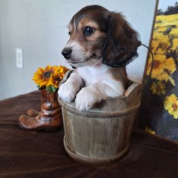 Daisy May - Piebald female Dachshund puppy in Surprise, Arizona from Codie's Dachshunds