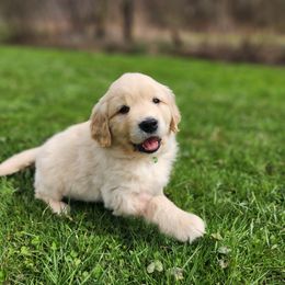 Golden Retriever Puppies from Valley Creek Farm