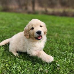 Golden Retriever Puppies from Valley Creek Farm