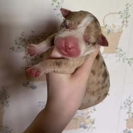 Girl 9 - female Alapaha Blue Blood Bulldog puppy in Grafton, Ohio from Eclipse Alapaha Kennels