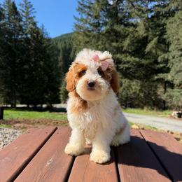 Astrid - Parti female Goldendoodle puppy in Roseburg, Oregon from Dbos Furry Friends
