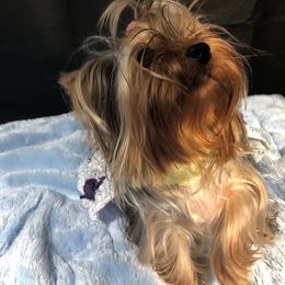 Nadia - Yorkshire Terrier