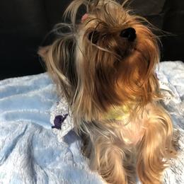Nadia - Yorkshire Terrier