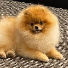 Beagle and Pomeranian All Grown Up from Celtic Rose Kennels