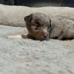 Coral - Red merle female Miniature American Shepherd puppy in Terryville, Connecticut from Spirited Aussies
