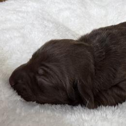 Brownie - Chocolate and tan female Dachshund puppy in Wallingford, Kentucky from Hensley Homestead Dachshunds