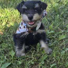Puppy 5 - Black and silver female Miniature Schnauzer puppy in Harrisonville, Missouri from Kelly Reynolds's Miniature Schnauzers