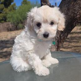 Lola - White female Maltipoo puppy in Sahuarita, Arizona from Cowgirl's Legacy Maltipoos