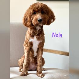 Nola - Goldendoodle
