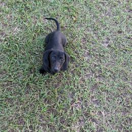 Bonnie - Black female Dachshund puppy in Waycross, Georgia from Southern Paws