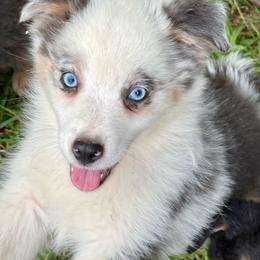Cobalt - Blue merle male Miniature Australian Shepherd puppy in Patterson, North Carolina from DreamLine Aussies