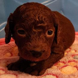Dark Pink (Hot Stuff) - Apricot female Goldendoodle puppy in Los Molinos Ca, California from Sunshine Sanctuary Doodles