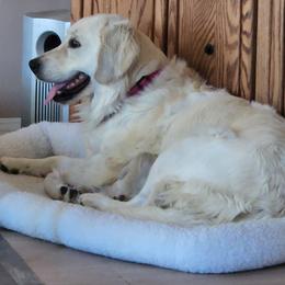 Golden Retriever All Grown Up from Teeter's Desert  Goddess Goldens